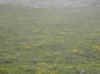 img2869.JPG (42827 octets)