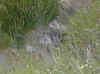 img2875.JPG (70662 octets)