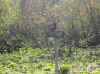 img2429.JPG (95113 octets)