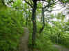 img515.JPG (62201 octets)