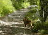 img428.JPG (56052 octets)