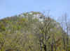 img441.JPG (44755 octets)