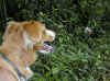 img781.JPG (38514 octets)