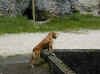 img808.JPG (33523 octets)