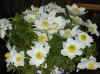 img731.JPG (41010 octets)